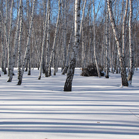 Зимний лес  и снег в полосочку