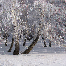 Зимний лес в начале марта
