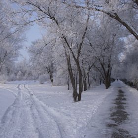 Морозный день – на ветках иней. Деревья будто в серебре. И купол неба синий-синий! Зима прекрасна в январе.
