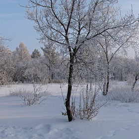 Зимний парк - в тишине, Застоялся от снежного холода...