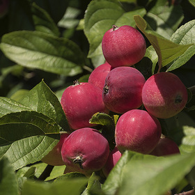 ..Осенних яблок сладкий аромат ..  Не надышаться этим ароматом вкусным.